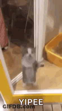 A Cat Is Standing On Its Hind Legs In Front Of A Door And Looking Out . GIF