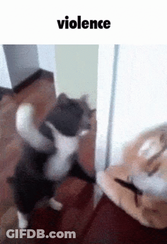 A Cat Is Standing On Its Hind Legs In Front Of A Door With The Word Violence Above It GIF