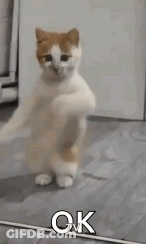 A Cat Is Standing On Its Hind Legs In Front Of A Mirror And Saying `` Ok '' . GIF