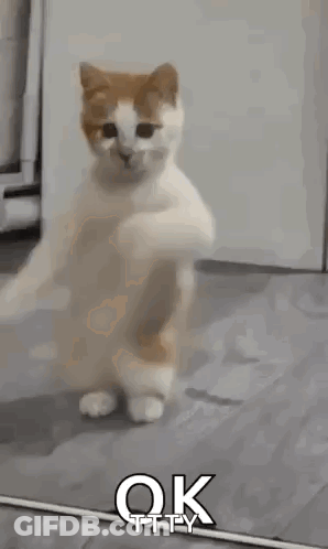 A Cat Is Standing On Its Hind Legs In Front Of A Mirror And Saying Ok . GIF