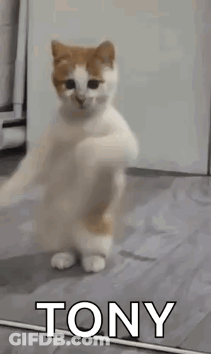 A Cat Is Standing On Its Hind Legs In Front Of A Mirror And Says Tony . GIF