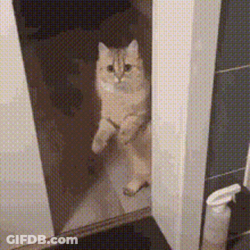 A Cat Is Standing On Its Hind Legs In Front Of A Mirror In A Bathroom GIF