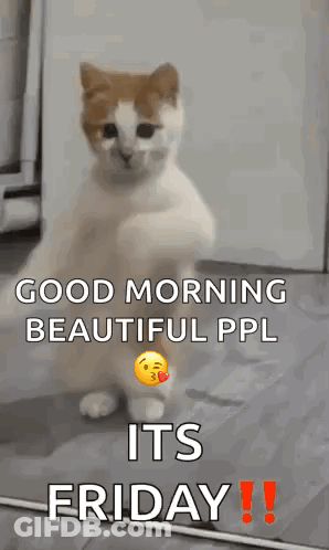 A Cat Is Standing On Its Hind Legs In Front Of A Mirror . GIF