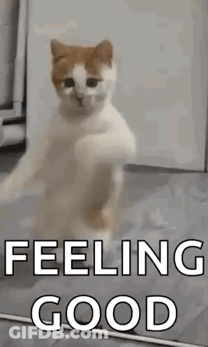 A Cat Is Standing On Its Hind Legs In Front Of A Mirror With The Words `` Feeling Good '' . GIF