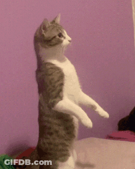 A Cat Is Standing On Its Hind Legs In Front Of A Pink Wall GIF