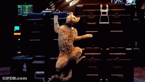 A Cat Is Standing On Its Hind Legs In Front Of A Row Of Boxes GIF