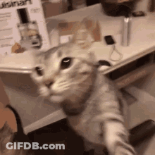 A Cat Is Standing On Its Hind Legs In Front Of A Table And Looking At The Camera . GIF