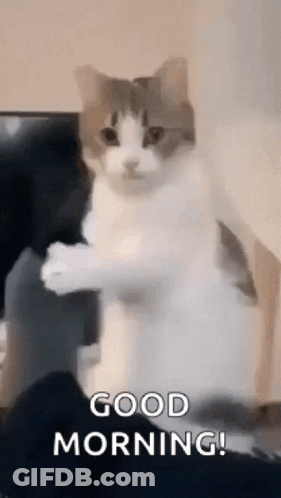 A Cat Is Standing On Its Hind Legs In Front Of A Tv And Says `` Good Morning '' . GIF