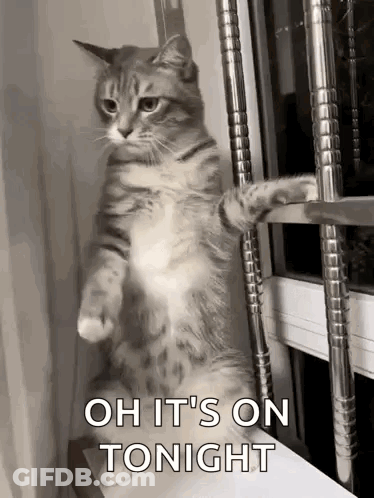 A Cat Is Standing On Its Hind Legs In Front Of A Window And Says `` Oh It 'S On Tonight '' . GIF