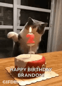 A Cat Is Standing On Its Hind Legs Next To A Birthday Cake With A Candle . GIF