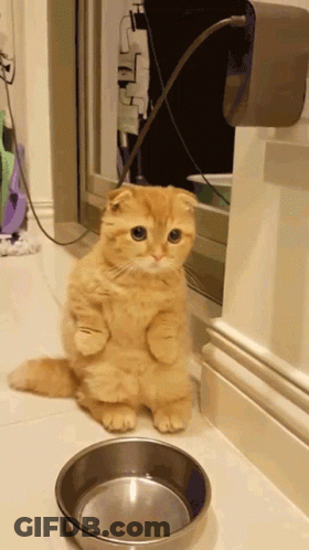 A Cat Is Standing On Its Hind Legs Next To A Bowl Of Water GIF