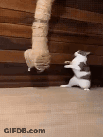 A Cat Is Standing On Its Hind Legs Next To A Person 'S Leg . GIF