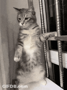 A Cat Is Standing On Its Hind Legs Next To A Window . GIF