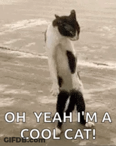 A Cat Is Standing On Its Hind Legs On A Beach And Saying `` Oh Yeah I 'M A Cool Cat ! '' GIF
