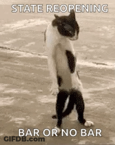 A Cat Is Standing On Its Hind Legs On A Beach With A Caption That Says `` State Reopening Bar Or No Bar '' . GIF