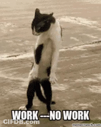 A Cat Is Standing On Its Hind Legs On A Beach With The Words `` Work - No Work '' . GIF