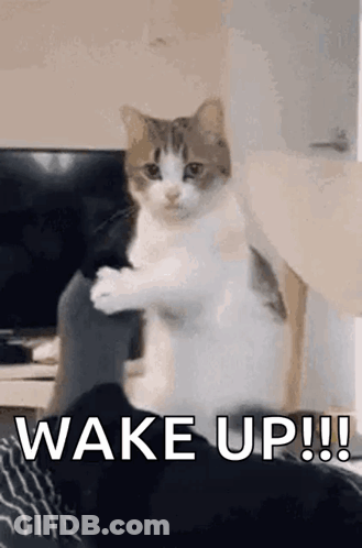 A Cat Is Standing On Its Hind Legs On A Bed With The Words `` Wake Up !! '' Written On It . GIF