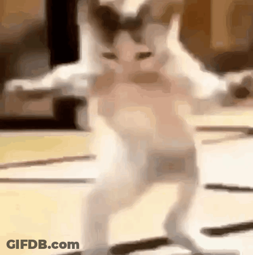 A Cat Is Standing On Its Hind Legs On A Carpet . GIF