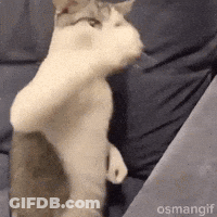 A Cat Is Standing On Its Hind Legs On A Couch And Looking At Something . GIF