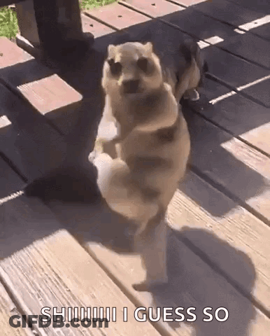 A Cat Is Standing On Its Hind Legs On A Deck . GIF