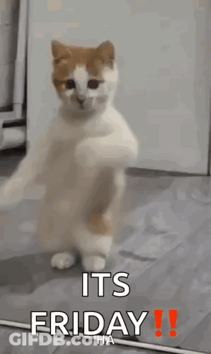 A Cat Is Standing On Its Hind Legs On A Floor And Dancing . GIF