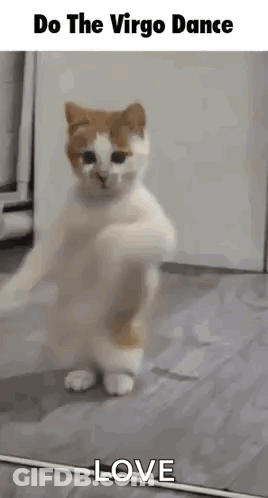 A Cat Is Standing On Its Hind Legs On A Tiled Floor . GIF