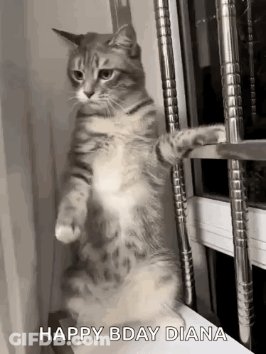 A Cat Is Standing On Its Hind Legs On A Window Sill And Looking Out The Window . GIF