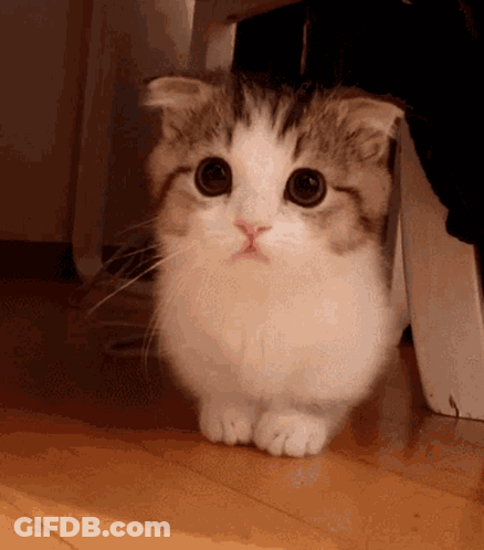 A Cat Is Standing On Its Hind Legs On A Wooden Floor . GIF