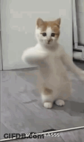 A Cat Is Standing On Its Hind Legs On A Wooden Floor With Its Paws Up . GIF