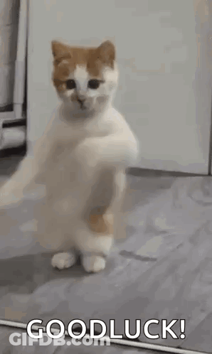 A Cat Is Standing On Its Hind Legs On The Floor And Says `` Good Luck '' . GIF