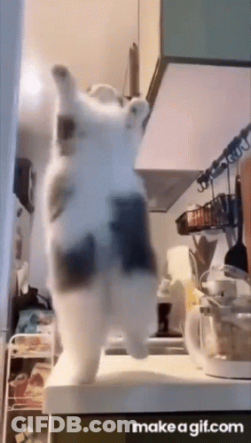 A Cat Is Standing On Its Hind Legs On Top Of A Counter In A Kitchen . GIF