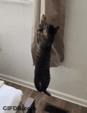 A Cat Is Standing On Its Hind Legs Reaching Up To A Window Curtain . GIF