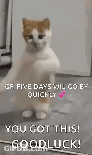 A Cat Is Standing On Its Hind Legs With A Message That Says `` You Got This ! Goodluck ! '' GIF