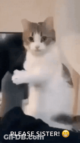 A Cat Is Standing On Its Hind Legs With A Please Sister Emoji Behind It GIF