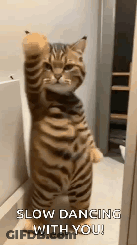 A Cat Is Standing On Its Hind Legs With Its Paw Up And Dancing . GIF