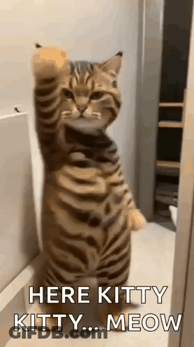 A Cat Is Standing On Its Hind Legs With Its Paws Up And Says `` Here Kitty Kitty Meow '' . GIF