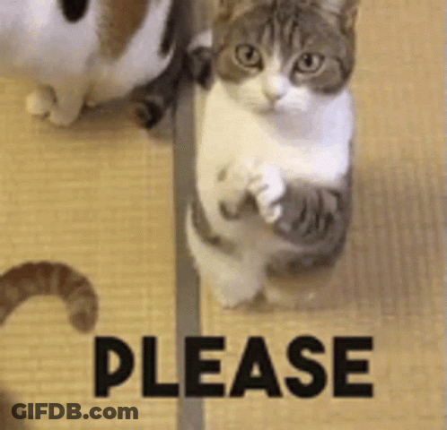 A Cat Is Standing On Its Hind Legs With Its Paws Up In Front Of The Word Please . GIF