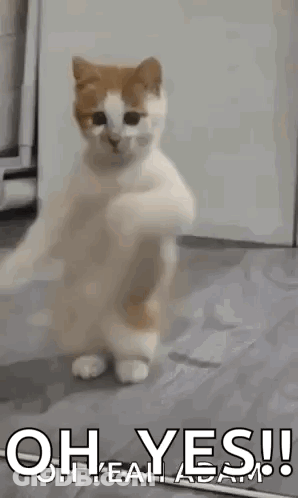A Cat Is Standing On Its Hind Legs With Its Paws Up . GIF