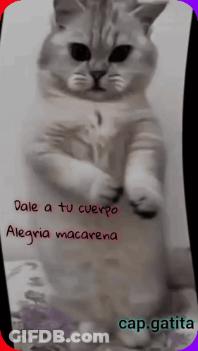 Cat Standing With Dale A Tu Cuerpo Alegria Macarena GIF