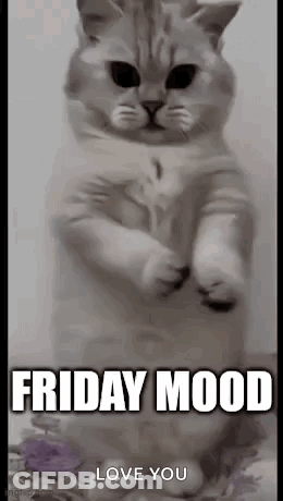 A Cat Is Standing On Its Hind Legs With The Words `` Friday Mood Love You '' Written Below It . GIF