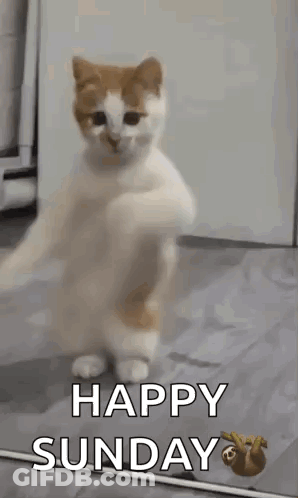 A Cat Is Standing On Its Hind Legs With The Words `` Happy Sunday '' Written Below It . GIF