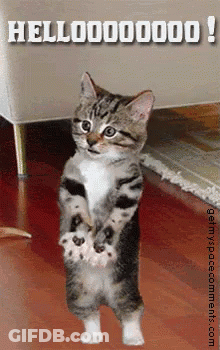 A Cat Is Standing On Its Hind Legs With The Words Hello Written Above It GIF