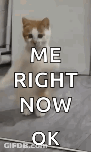 A Cat Is Standing On Its Hind Legs With The Words `` Me Right Now Ok '' Written On It . GIF