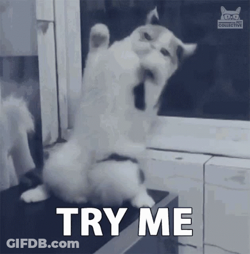 A Cat Is Standing On Its Hind Legs With The Words Try Me Written Below It GIF