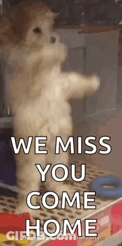 A Cat Is Standing On Its Hind Legs With The Words `` We Miss You Come Home '' . GIF