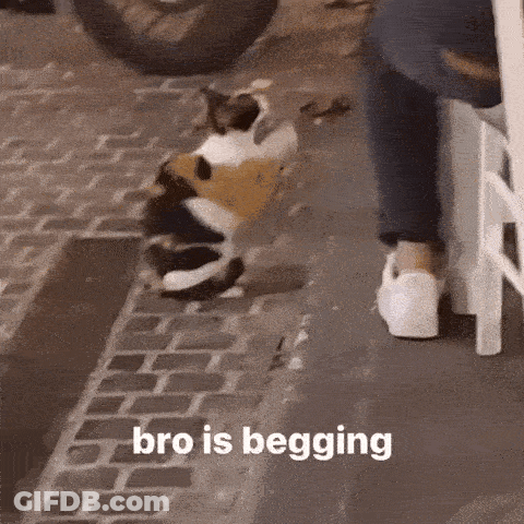 A Cat Is Standing On The Sidewalk Next To A Person 'S Legs . GIF