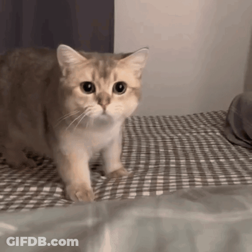 A Cat Is Standing On Top Of A Bed Looking At The Camera . GIF