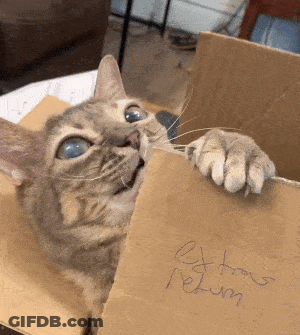 A Cat Is Sticking Its Paw Out Of A Cardboard Box That Says Return GIF