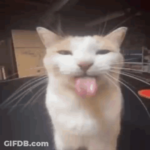 A Cat Is Sticking Its Tongue Out And Looking At The Camera . GIF