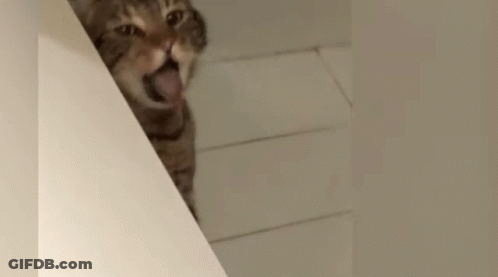 A Cat Is Sticking Its Tongue Out While Standing On A Staircase . GIF